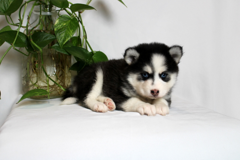 puppy, for, sale, Pomsky, Matthew B. Stoltzfus, dog, breeder, Gap, PA, dog-breeder, puppy-for-sale, forsale, nearby, find, puppyfind, locator, puppylocator, aca